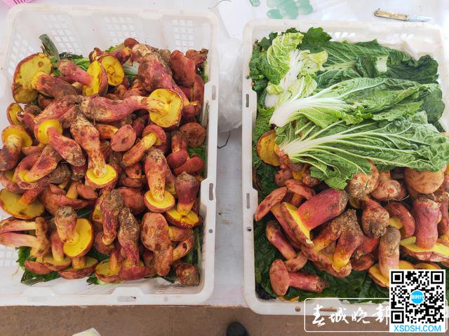 牛肝菌价格大跳水 最低180元/公斤