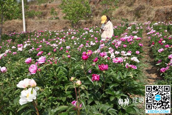 东川区拖布卡镇：在万亩松林下一睹芍药花的...