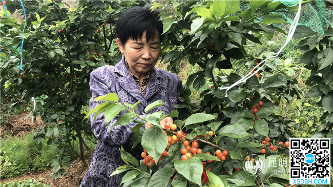 采摘樱桃 采摘樱桃