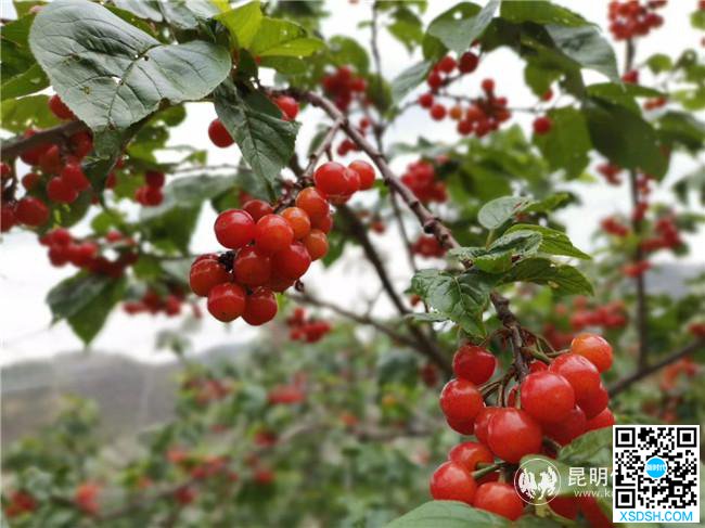 红彤彤的樱桃诱人之极 红彤彤的樱桃诱人之极