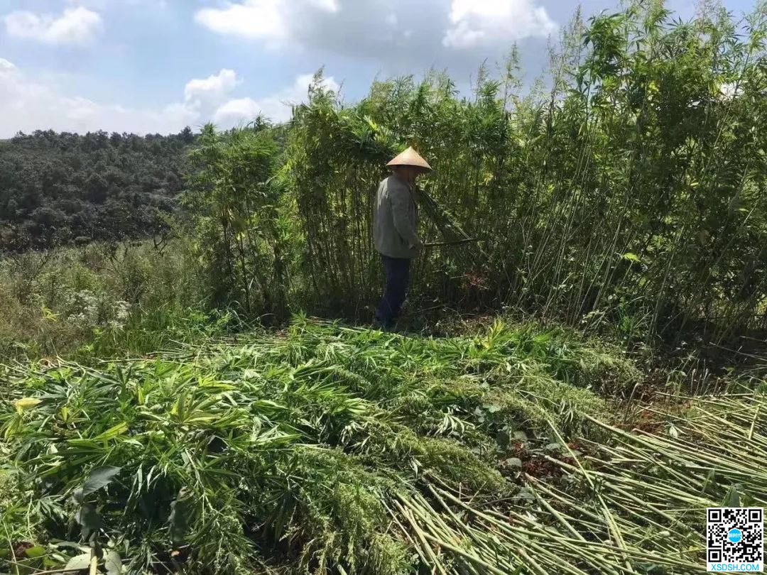 我在云南种工业大麻