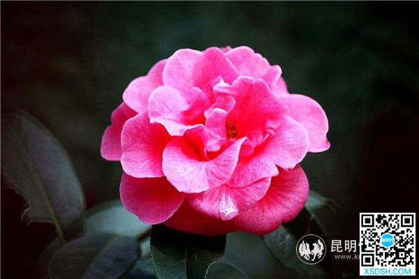 走进“昆明市花”云南山茶这张历史名片