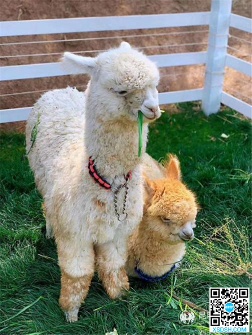 图片5 图片5